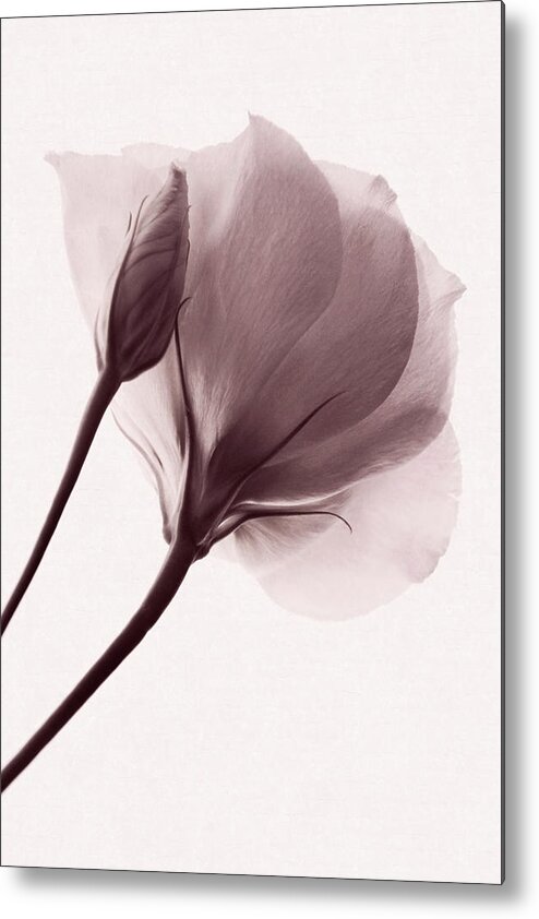 Lisianthus Flowers Metal Print featuring the photograph Truly Transient by Leda Robertson