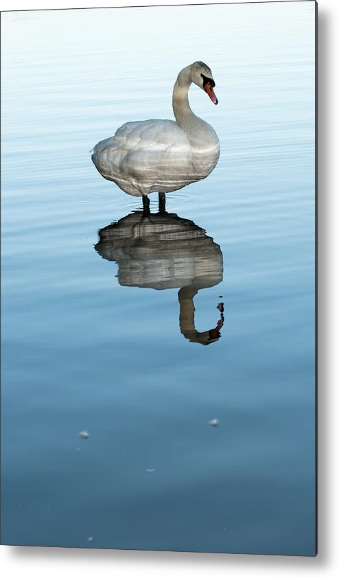 Swan Metal Print featuring the photograph Trumpeter Swan two by Terry Dadswell