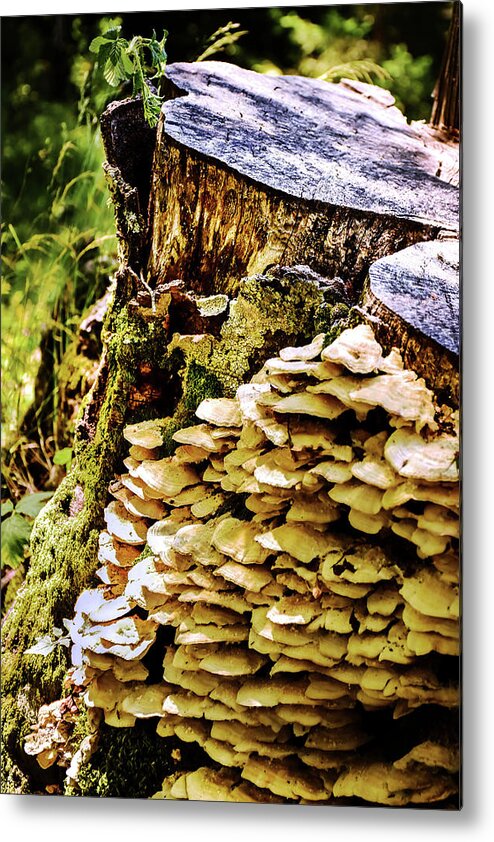 Tree Metal Print featuring the photograph Trunk and mushrooms by Alessandro Della Pietra