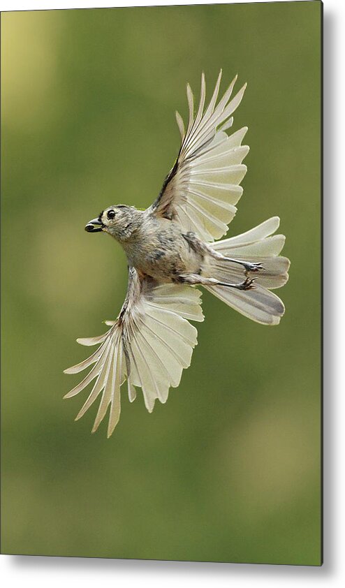 Bird Metal Print featuring the photograph Tufted Titmouse In Flight by Alan Lenk