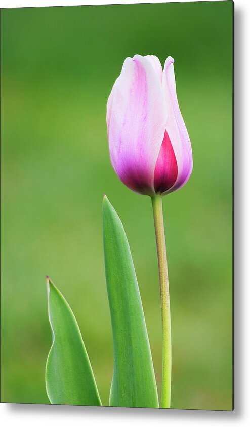 Tulip Metal Print featuring the photograph Tulip 2 by Ram Vasudev