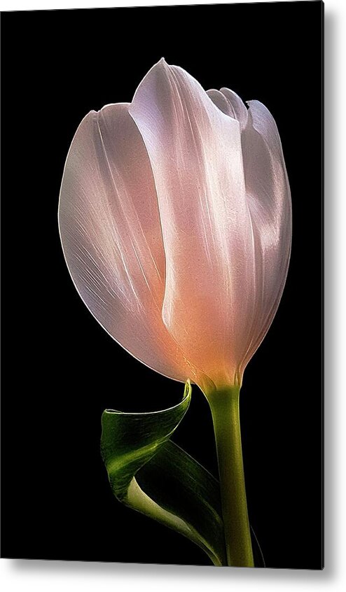 Tulip Metal Print featuring the photograph Tulip in LIght by Phyllis Meinke