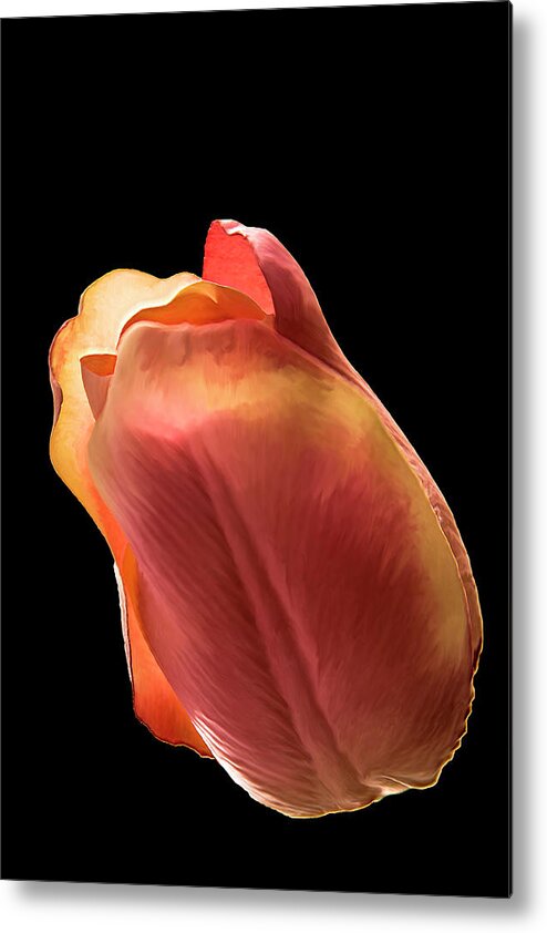 Tulip Metal Print featuring the photograph Tulip by Mike Stephens