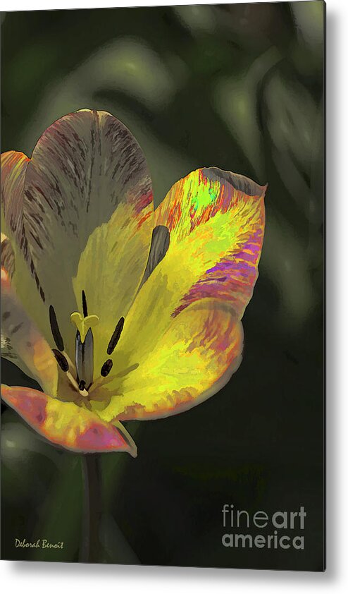 Flower Metal Print featuring the photograph Tulip Of Many Colors by Deborah Benoit