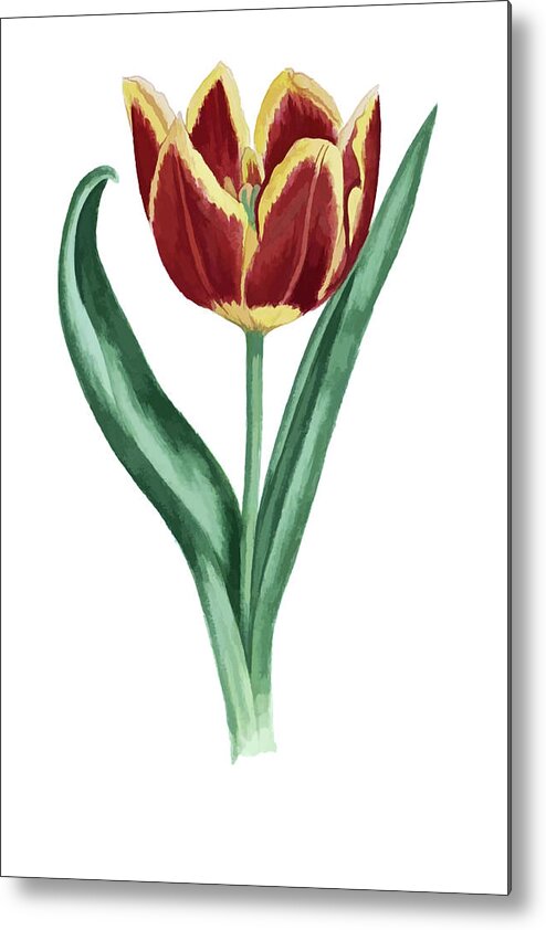 Floral Metal Print featuring the digital art Tulip by Tom Prendergast
