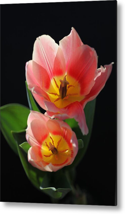 Tulips Metal Print featuring the photograph Tulips by Tammy Pool