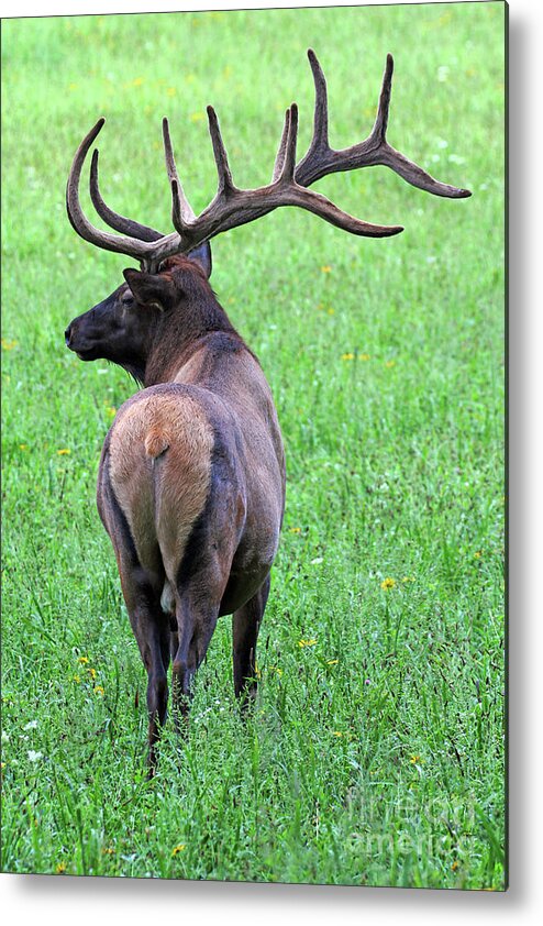 Twelve Point Stud Metal Print featuring the photograph Twelve Point Stud by Jennifer Robin