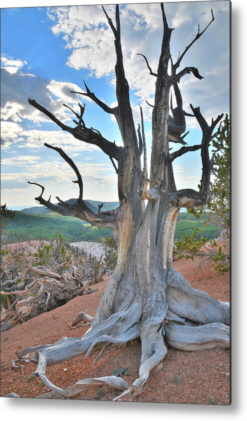 Dixie National Forest Metal Print featuring the photograph Twisted Forest Twins by Ray Mathis