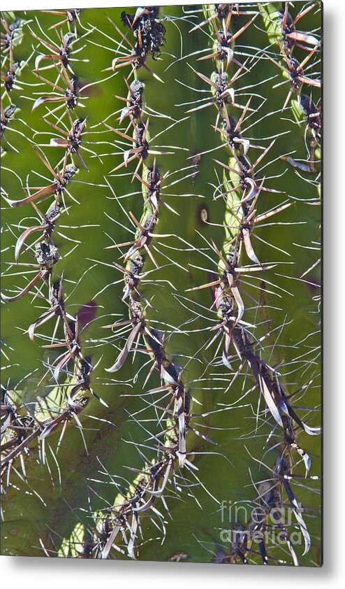 Arizona Metal Print featuring the photograph Twisted by Kathy McClure