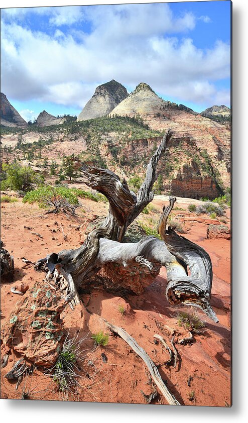 Zion National Park Metal Print featuring the photograph Twisted by Ray Mathis