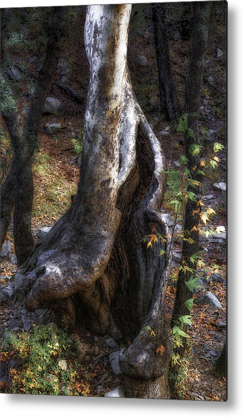 Tree; Leaves; Forest; Orange; Arizona Metal Print featuring the photograph Twisted Trunk, Santa Rita Mountains, Arizona by Michael Newberry