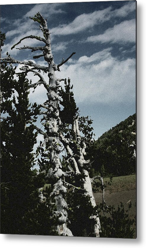 Pines Metal Print featuring the photograph Twisted Whitebark Pine Tree - Crater Lake - Oregon by Alexandra Till