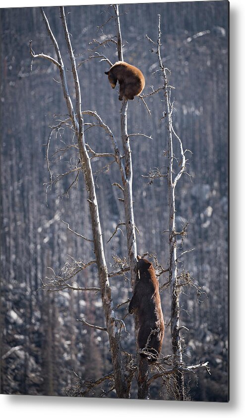 Bear Metal Print featuring the photograph Two Bears Up a Tree by Bill Cubitt