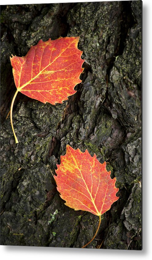 Fall Leaves Metal Print featuring the photograph Falling Leaves by Christina Rollo