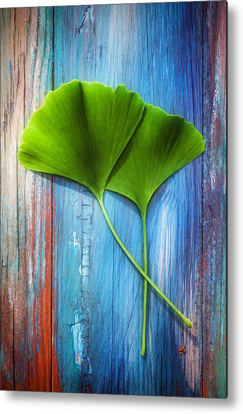 Ginkgo Metal Print featuring the photograph Two leaves of ginkgo biloba by Philippe Sainte-Laudy