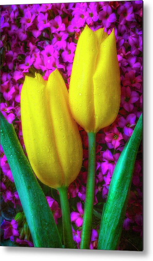 Yellow Metal Print featuring the photograph Two Tulips With kalanchoe Flowers by Garry Gay