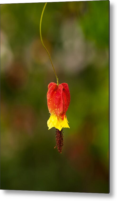 Flower Metal Print featuring the photograph Unknown Flower by Catherine Lau