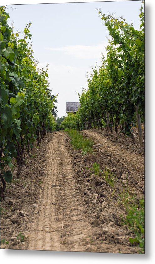 Vineyard Metal Print featuring the photograph Vineyards of old color by Photographic Arts And Design Studio