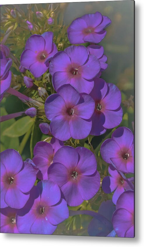 Flora Metal Print featuring the photograph Vintage Violet Flora by Bruce Pritchett