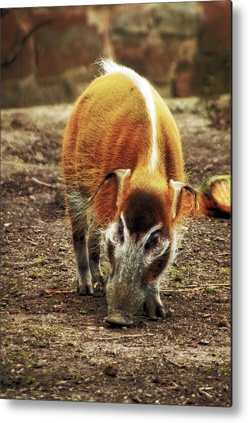 Red Metal Print featuring the photograph Red River Hog by Doc Braham