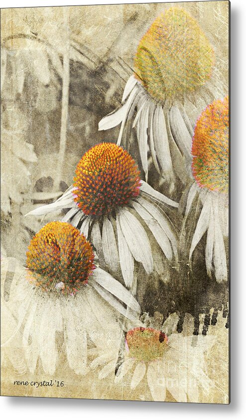 Cone Flowers Metal Print featuring the photograph Walker Alert...orange Cones Ahead by Rene Crystal