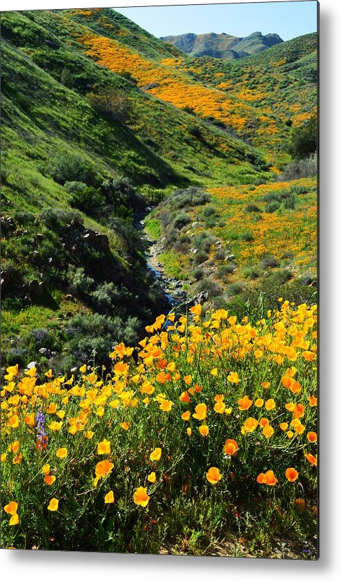 Poppies Metal Print featuring the photograph Walker Canyon Vista by Glenn McCarthy Art and Photography