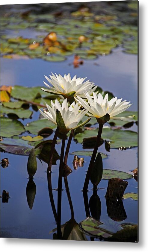 White Metal Print featuring the photograph Water Lily Reflections by Michiale Schneider