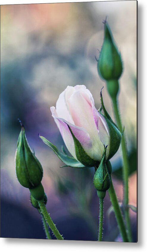 Flower Metal Print featuring the photograph Watercolor Rose by Laura Roberts