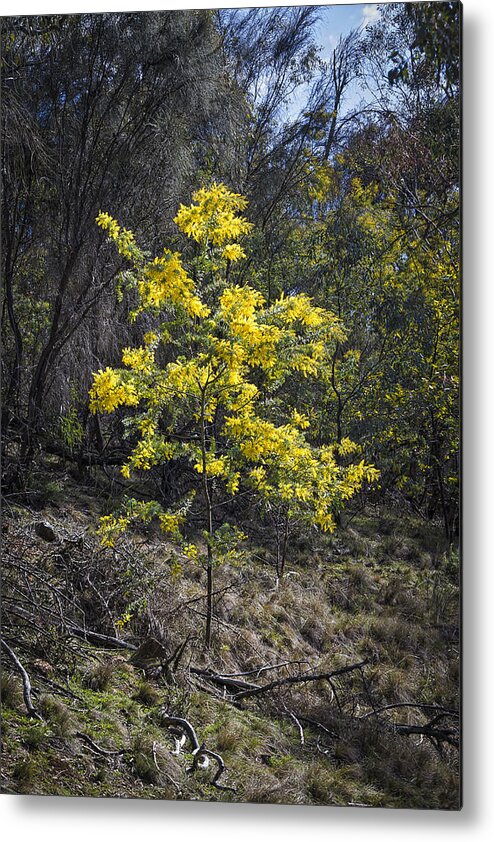 Wattle Metal Print featuring the photograph Wattle Tree - Canberra - Australia by Steven Ralser