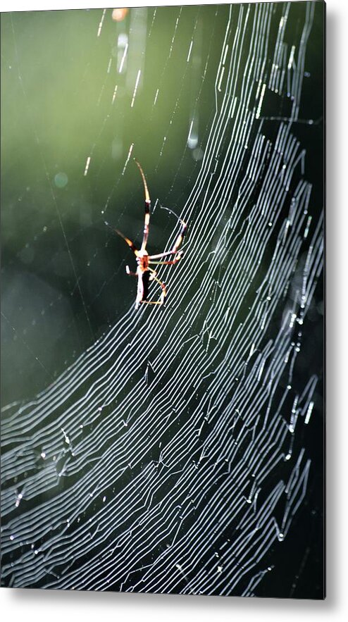 Web In Early Light Metal Print featuring the photograph Web in Early Light by Warren Thompson