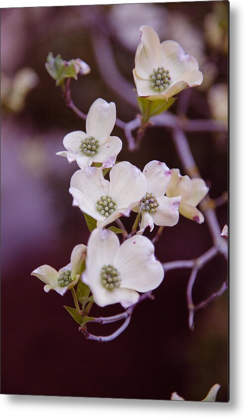 Bellingham Metal Print featuring the photograph Wedding White Dogwood by Judy Wright Lott