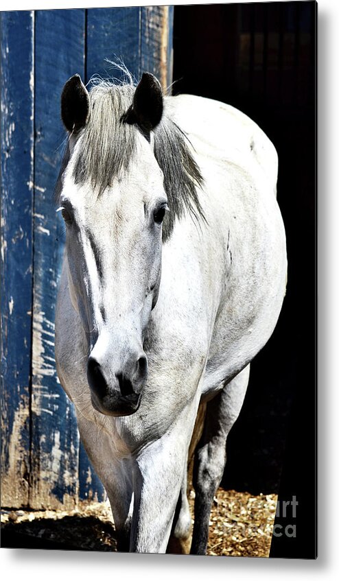 White Horse Metal Print featuring the photograph Well, Hello There by Cindy Schneider