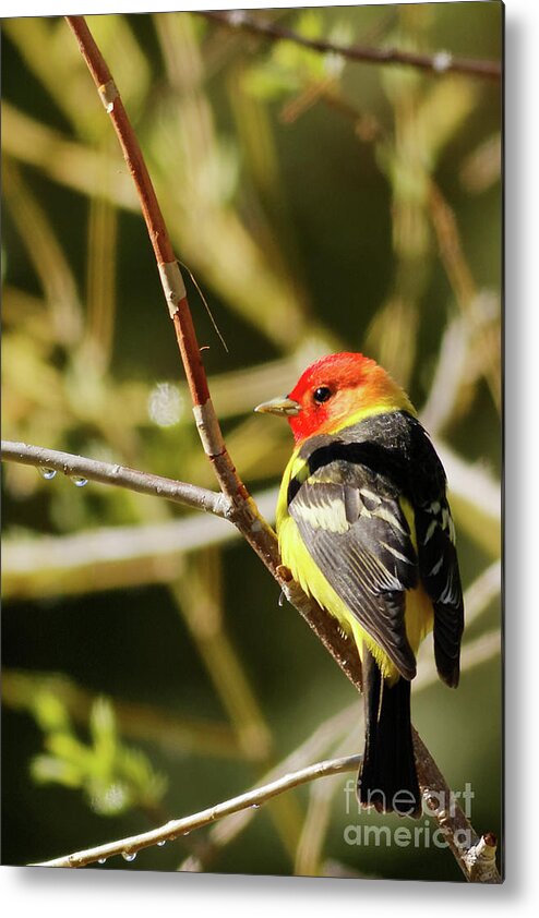Western Tanager Metal Print featuring the photograph Western Tanager in the Rocky Mountains of Colorado by Natural Focal Point Photography
