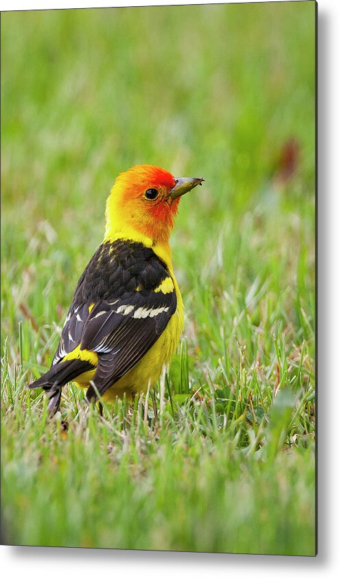 Mark Miller Photos Metal Print featuring the photograph Western Tanager by Mark Miller