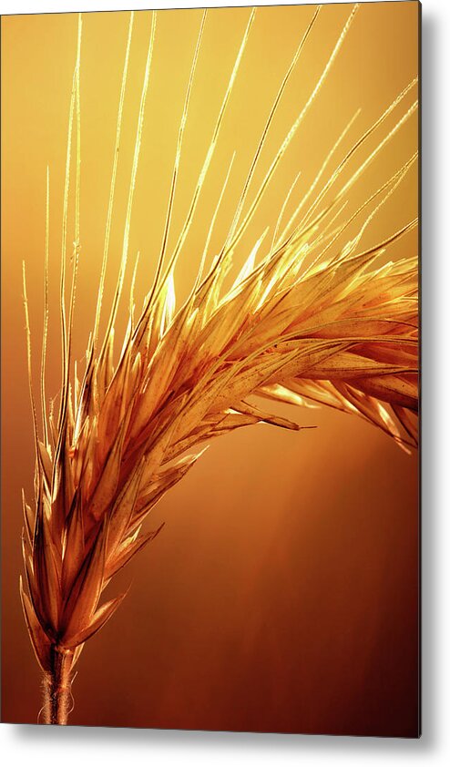 Wheat Metal Print featuring the photograph Wheat Close-up by Johan Swanepoel