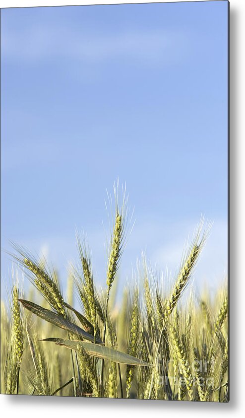 Green Wheat Metal Print featuring the photograph Wheat by Inga Spence