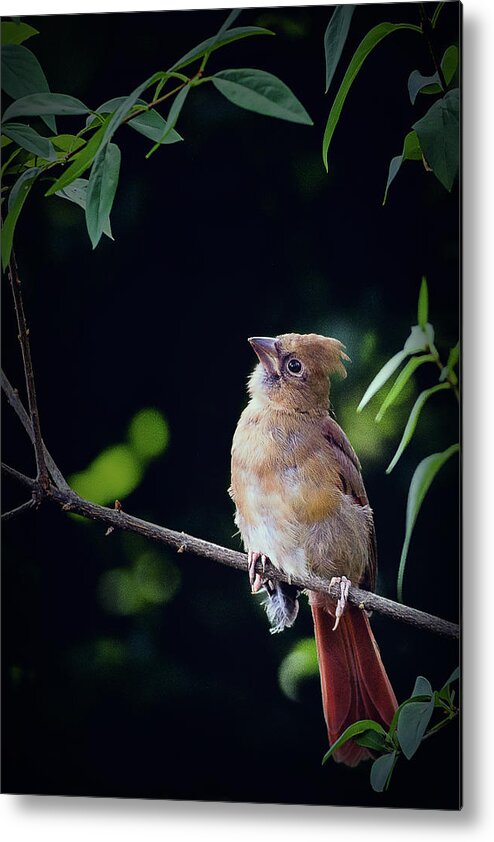 Northern Cardinal Metal Print featuring the photograph When God Speaks by Annette Hugen