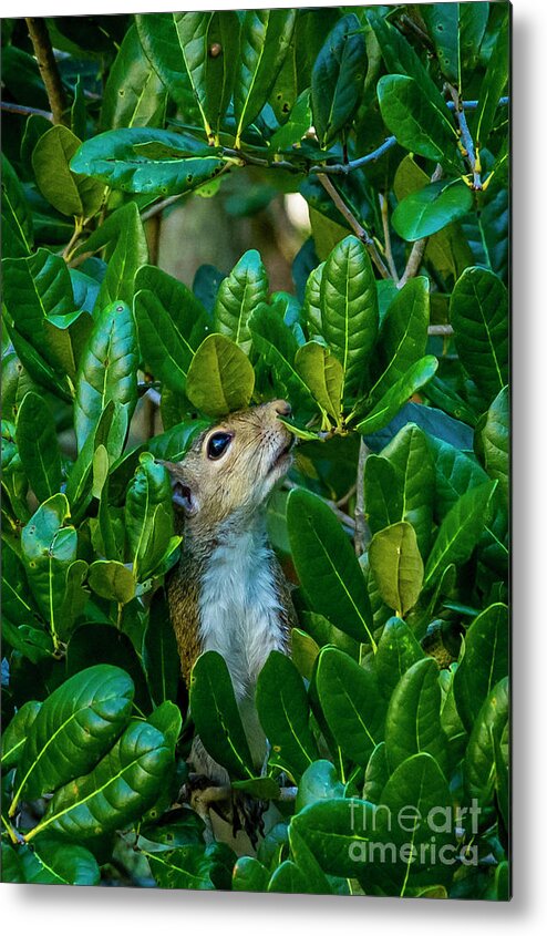 Florida Metal Print featuring the photograph Where are the Acorns by Nancy L Marshall