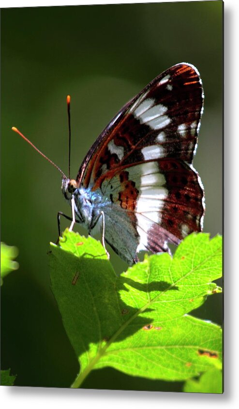 White Admiral Butterfly Metal Print featuring the photograph White Admiral Butterfly by Ian Sanders