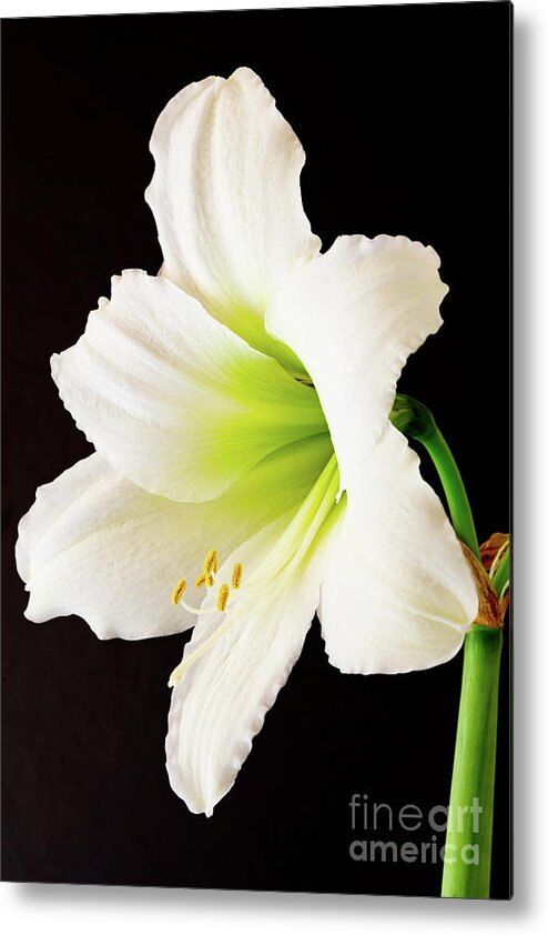 Amaryllis Metal Print featuring the photograph White Amaryllis by Colin Rayner