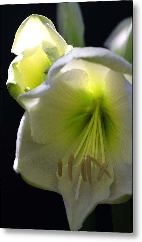 Flower Metal Print featuring the photograph White Amaryllis by Tammy Pool