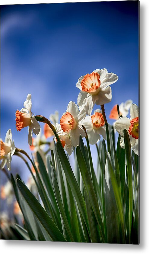 Flower Metal Print featuring the photograph White and Orange Daffodils on a Blue Sky by John Haldane