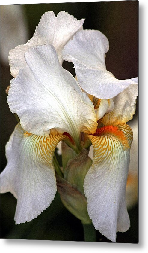 Nature Metal Print featuring the photograph White Bearded Iris by Sheila Brown