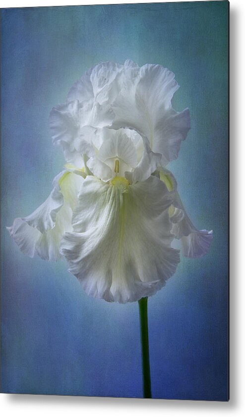 White Iris Metal Print featuring the photograph White Bianca by Marina Kojukhova