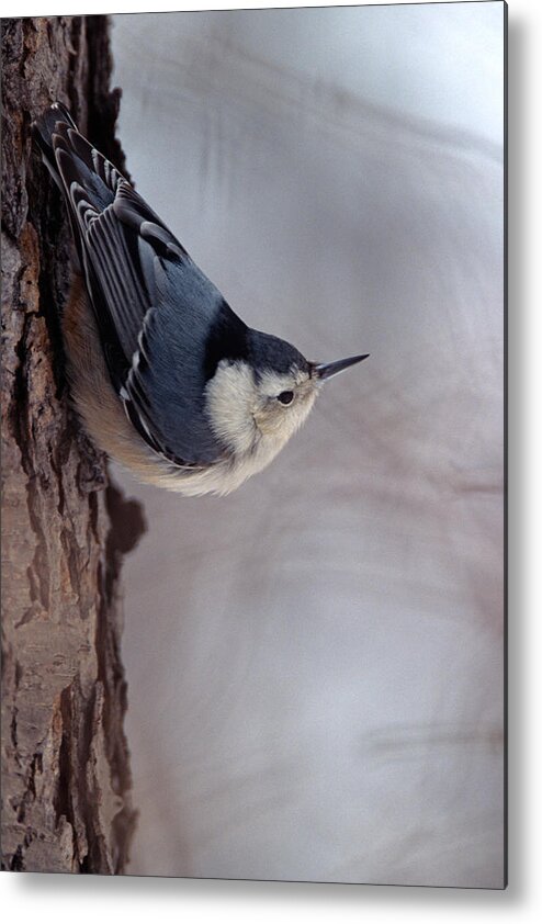 White-breasted Nuthatch Metal Print featuring the photograph White-Breasted Nuthatch by John Harmon