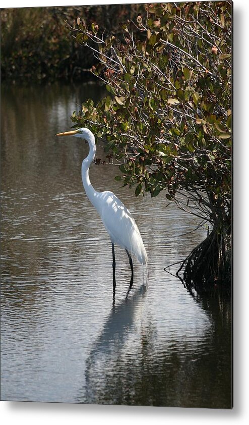 Florida Metal Print featuring the photograph White Ibis by Kathleen Scanlan