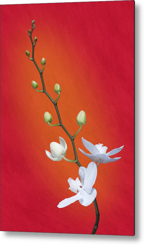 Art Metal Print featuring the photograph White Orchid Buds on Red by Tom Mc Nemar