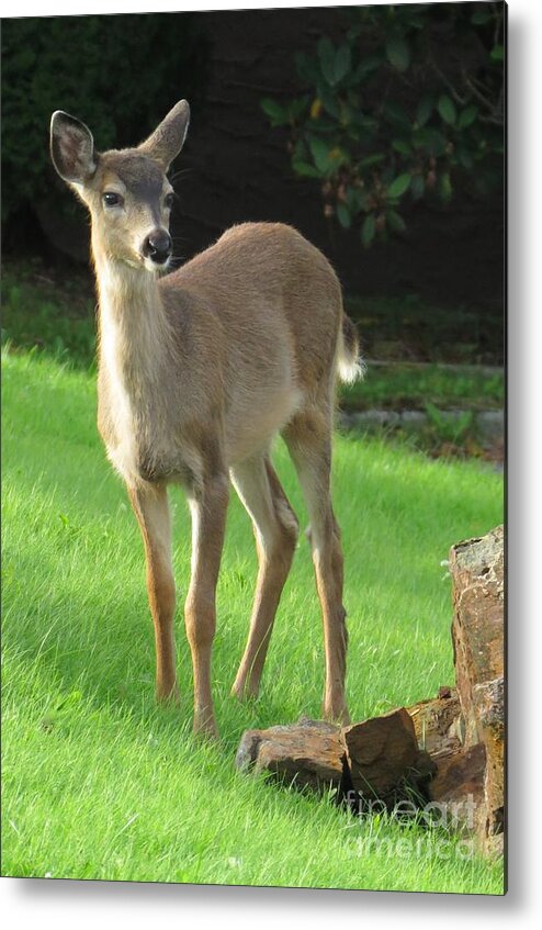 Nature Metal Print featuring the photograph White-tail fawn by Frank Townsley