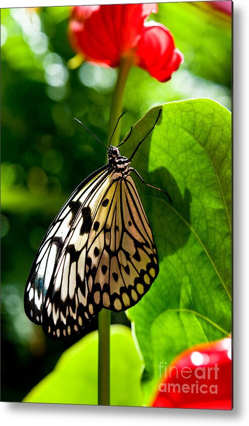 White Tree Nymph Butterfly Metal Print featuring the photograph White Tree Nymph Butterfly 1 by Terry Elniski