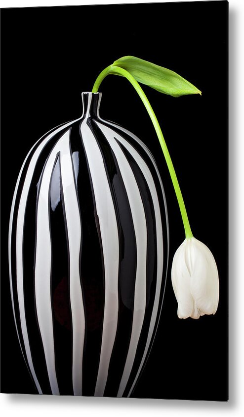 White Metal Print featuring the photograph White tulip in striped vase by Garry Gay